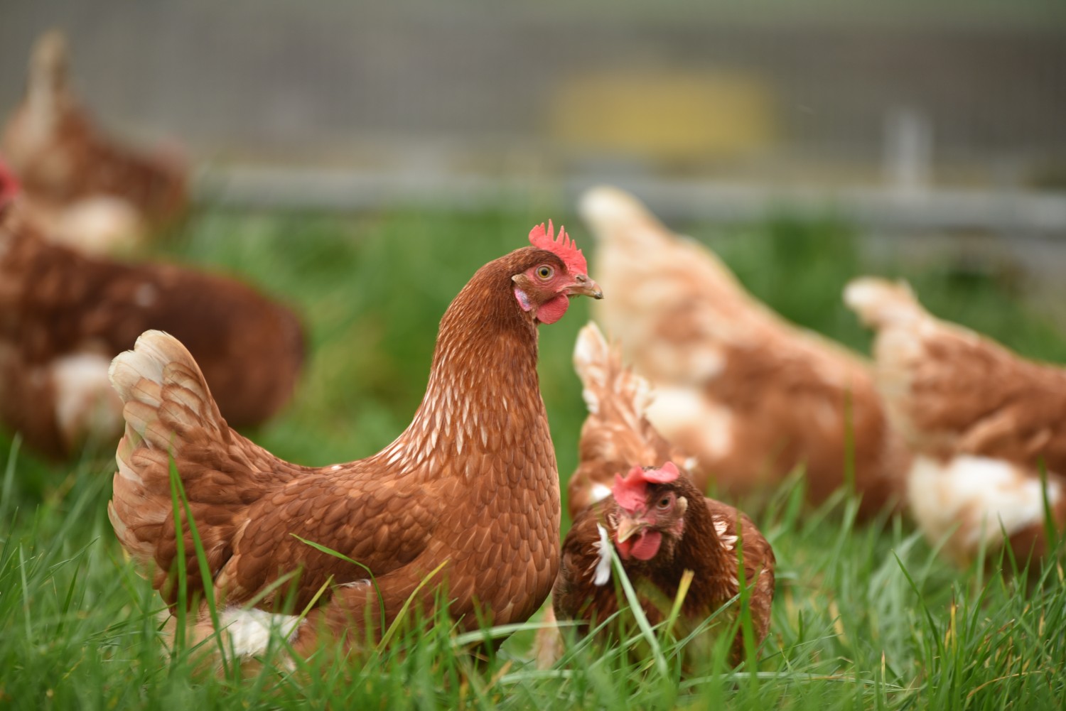 ЮАР введет антидемпинговые пошлины на импорт куриного мяса