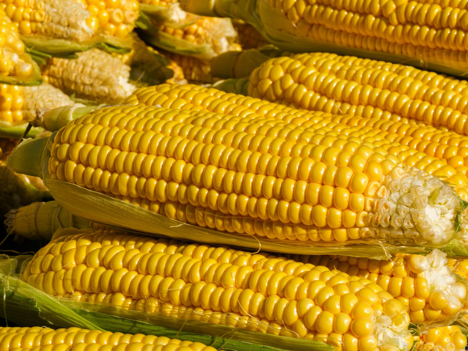 KWS Sells Corn Business in South America to GDM