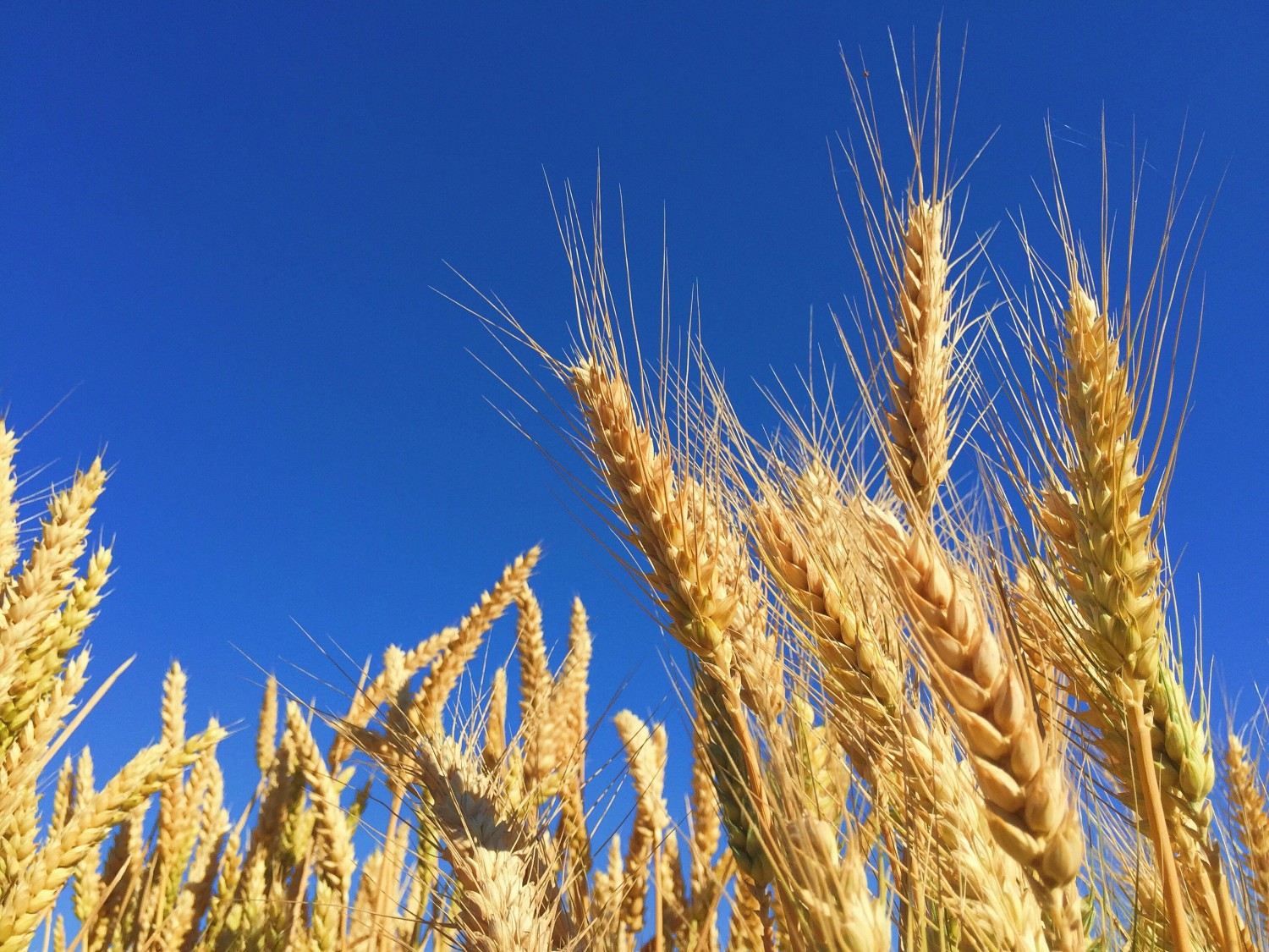 Семинар по глобальным продовольственным цепочкам с фокусом на глобальной торговле зерном