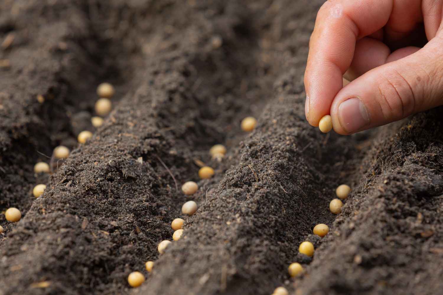 The Russian Government Plans to Restrict the Import of Foreign Seeds