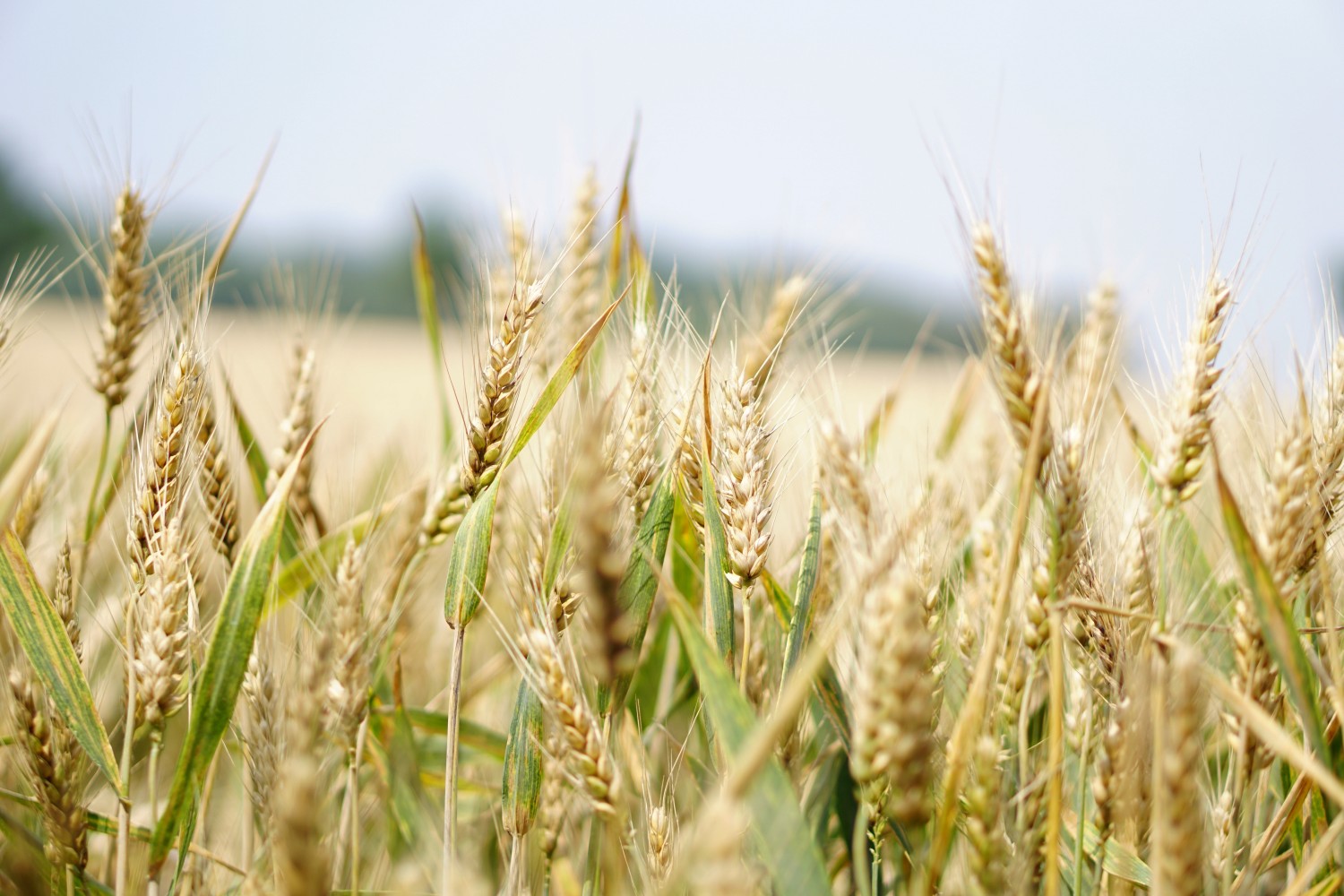 Brazil to Build First Big Wheat Ethanol Plant 